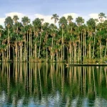 tambopata-1