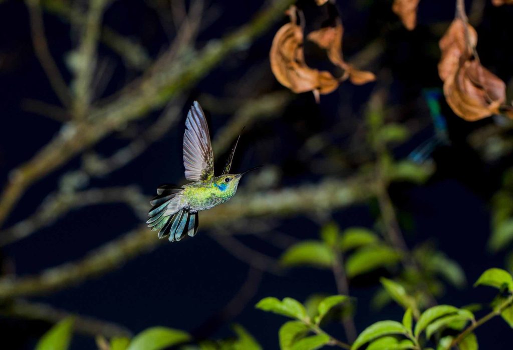 ozzie travel-DIA4-LEYMEBAMBA107